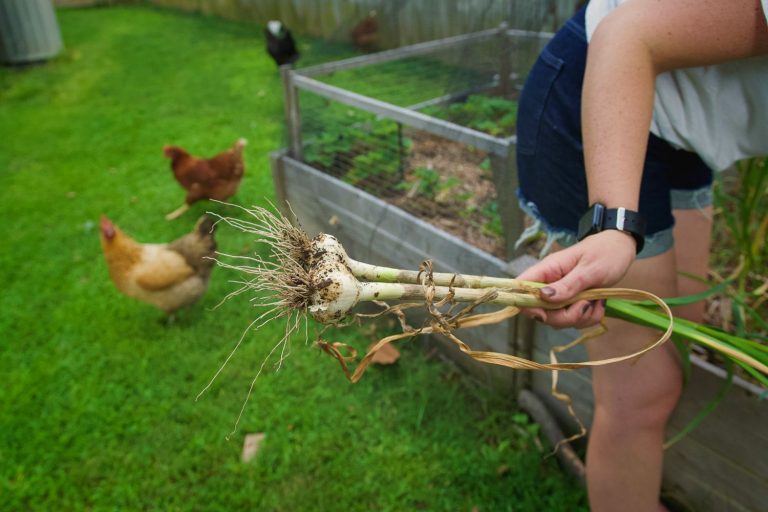 Woman in garden with chickens