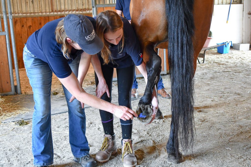 Two people looking at a horse's hoof