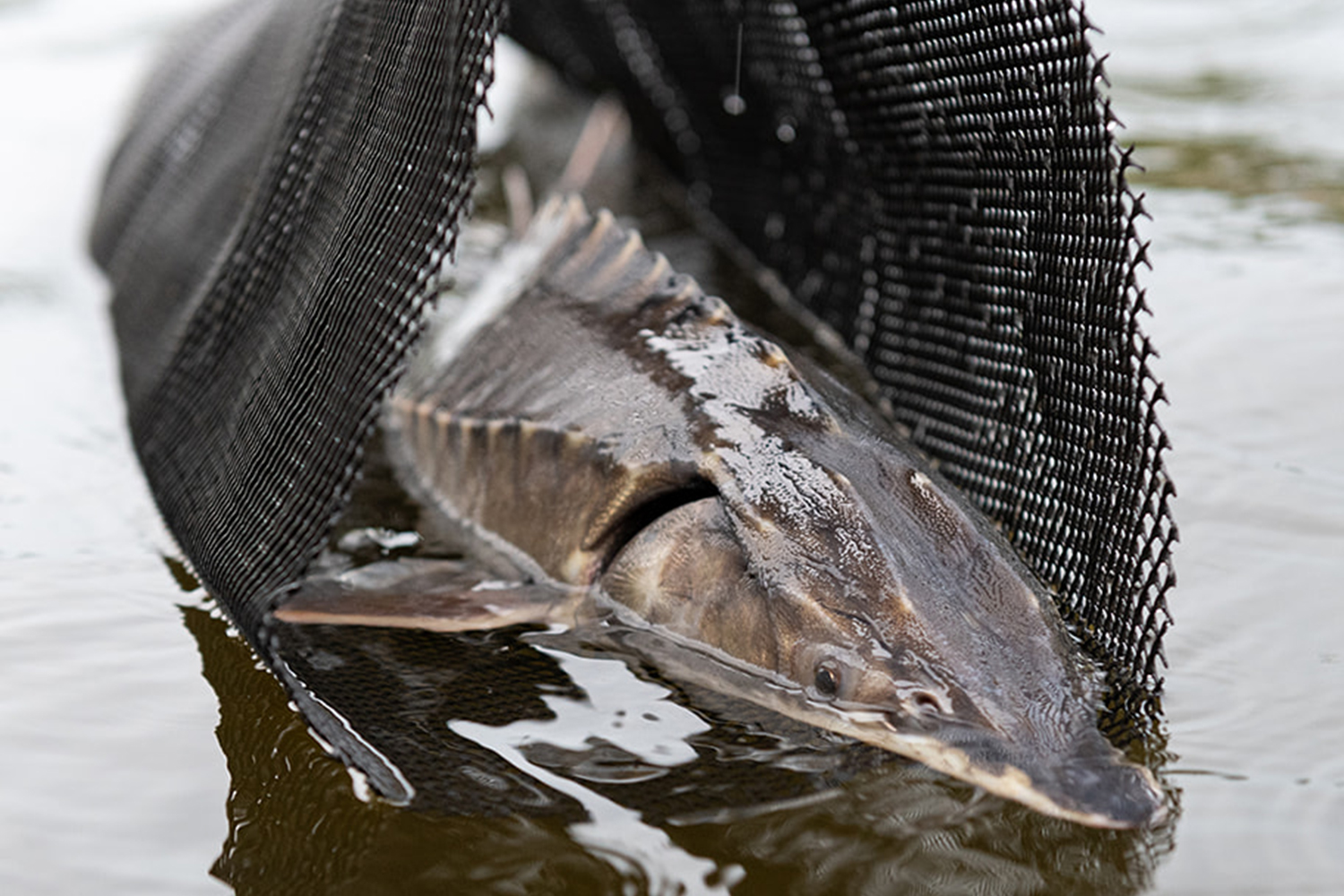 A small sturgeon in a mesh bag is lowered into water to be released.