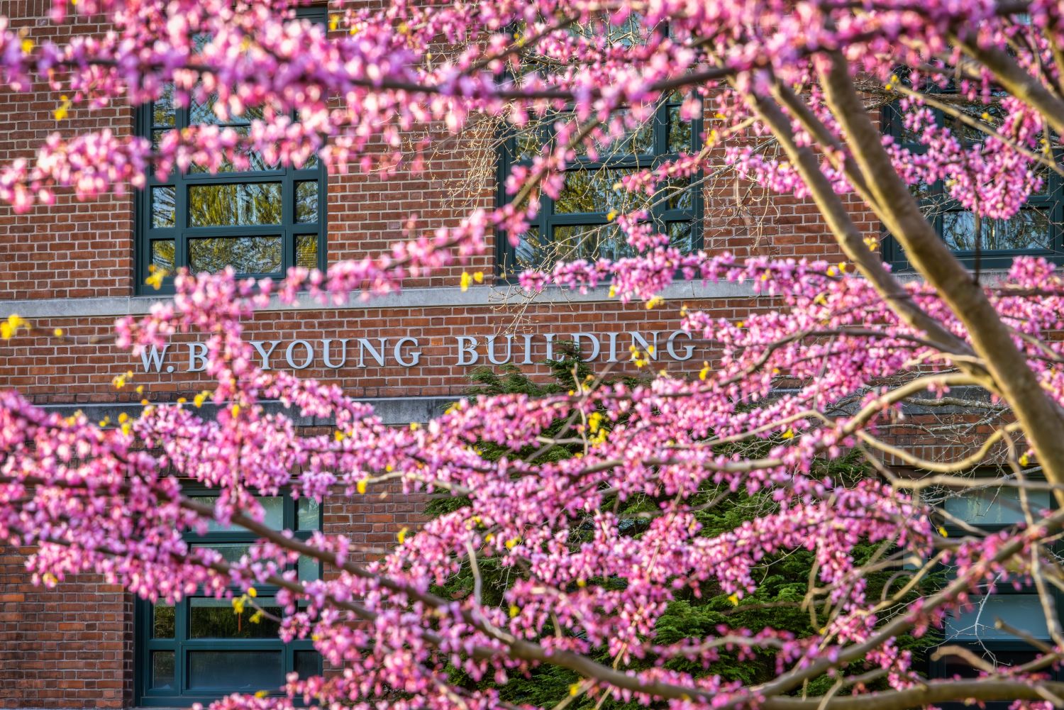 Flowering tree in front of Young building