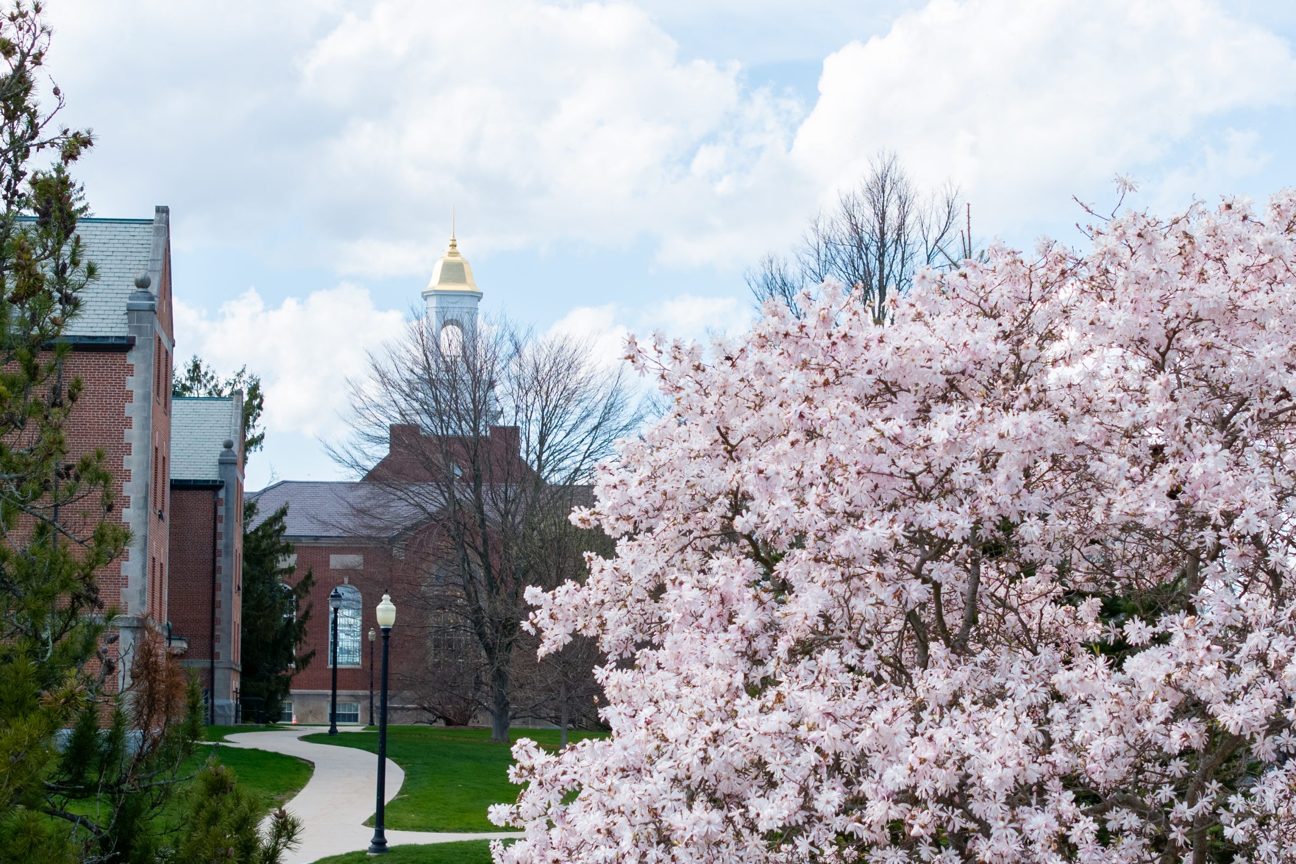 An aerial view of blooms with Wilbur Cross in the background