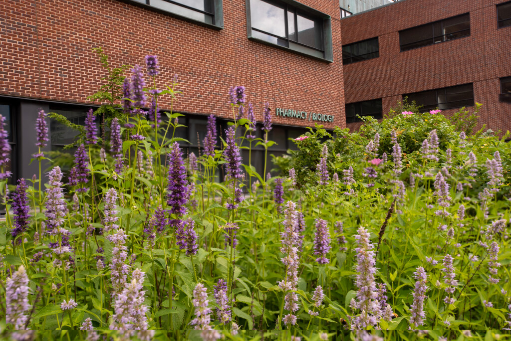 Medicinal Garden outside the School of Pharmacy on July 10, 2023. (Sean Flynn/UConn Photo)