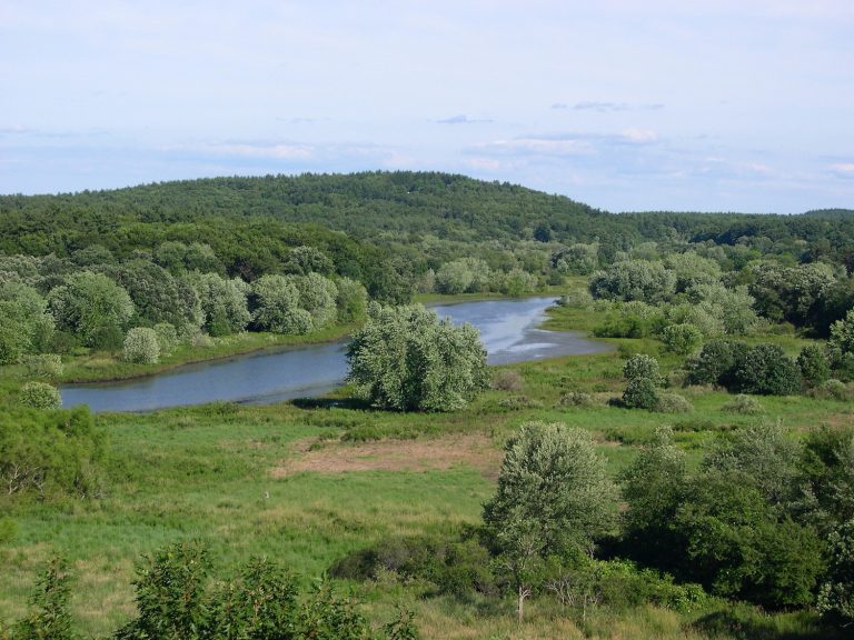 A view of a river surrounded by green scenery including grasses and trees.