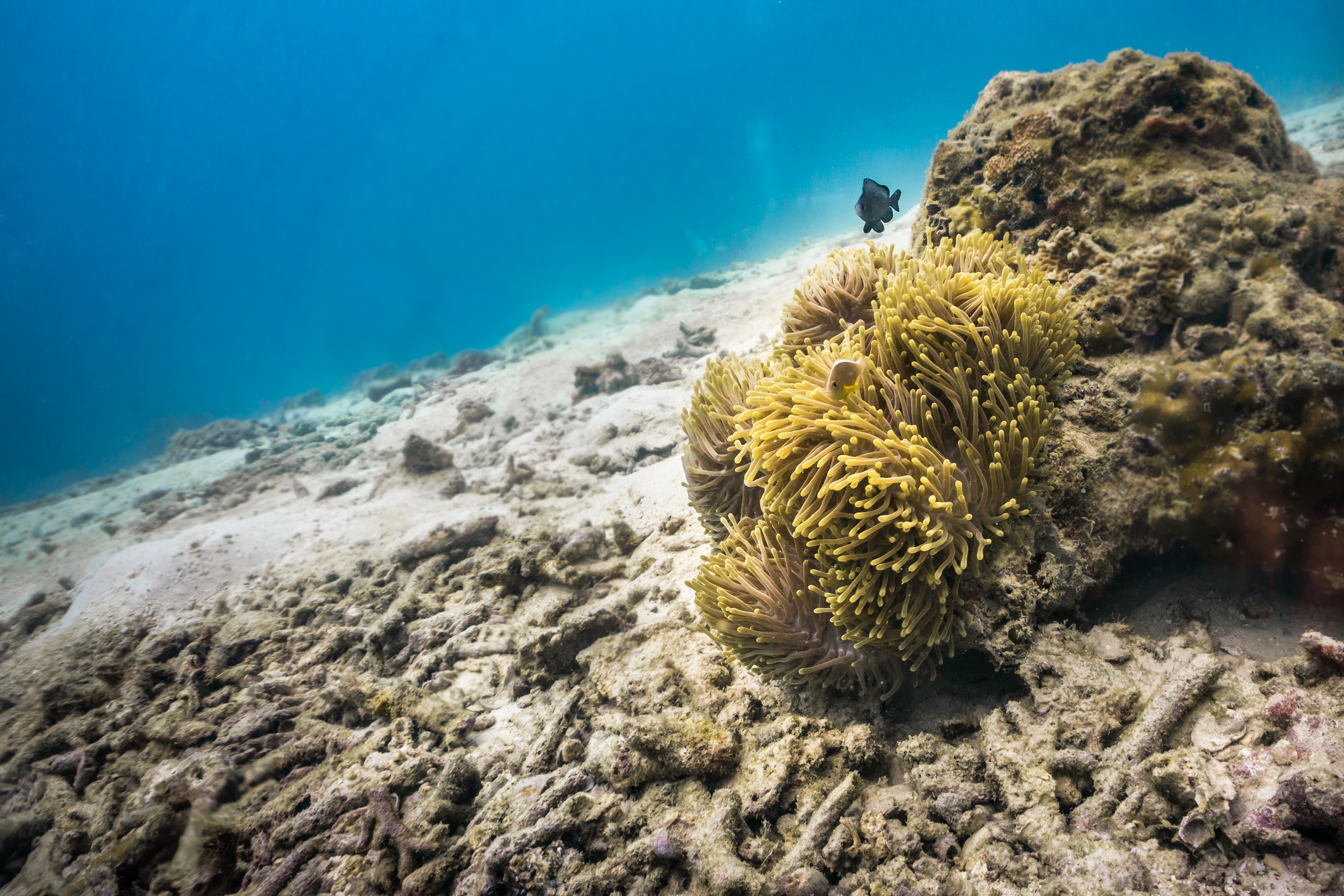 Devastating effects of Coral bleaching as a result of global warming and ocean acidification. Where there once was a large area of healthy stag horn coral, now there is only the skeletal remains