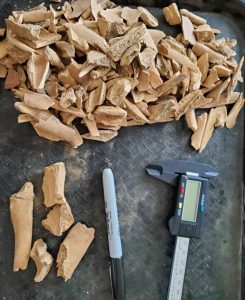 A pile of deer bone fragments rests on a lab bench next to a black marker and a caliper measure instrument.