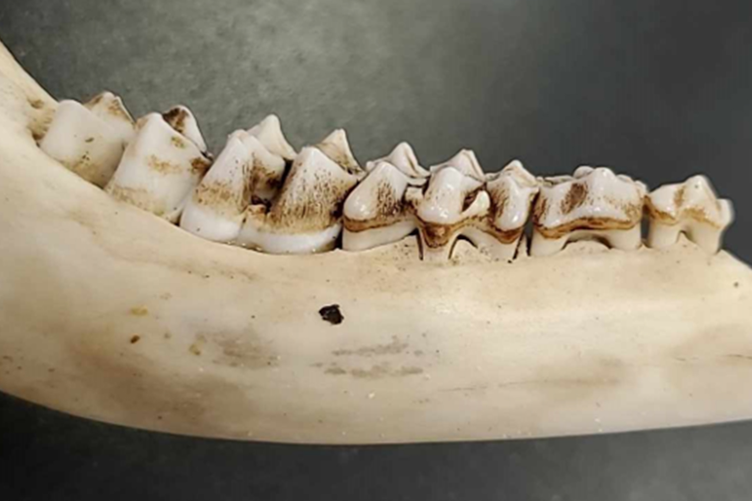 Image of the teeth and lower jab bone of a deer.