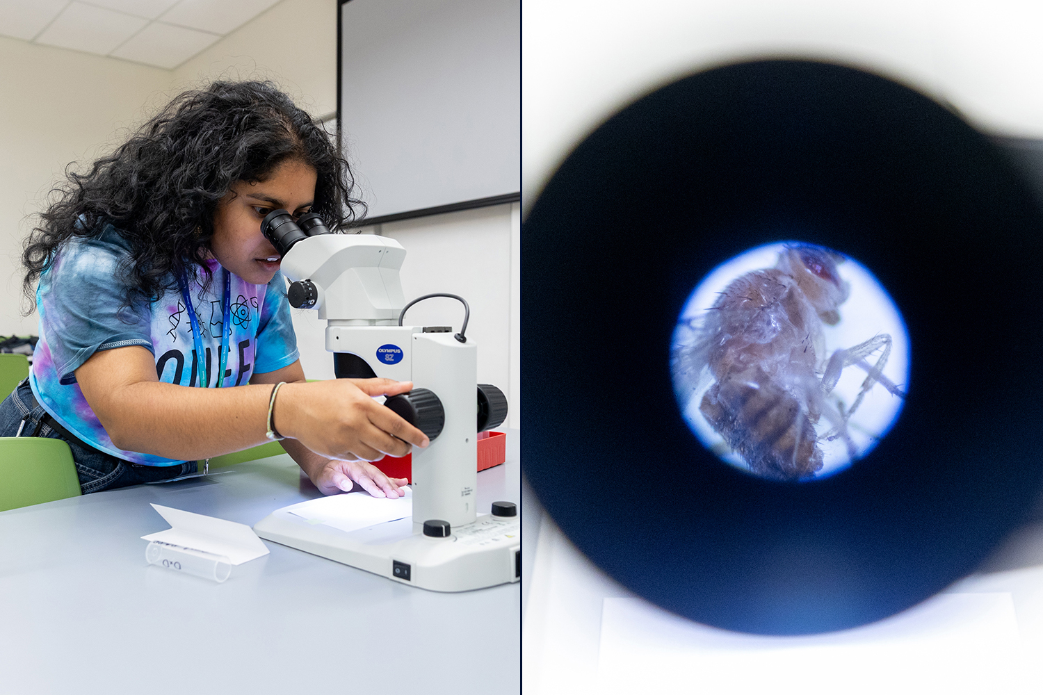 Left: A researcher in a tie-dyed t-shirt looks into a microscope Right: A close-up view of a fly on the microscope slide