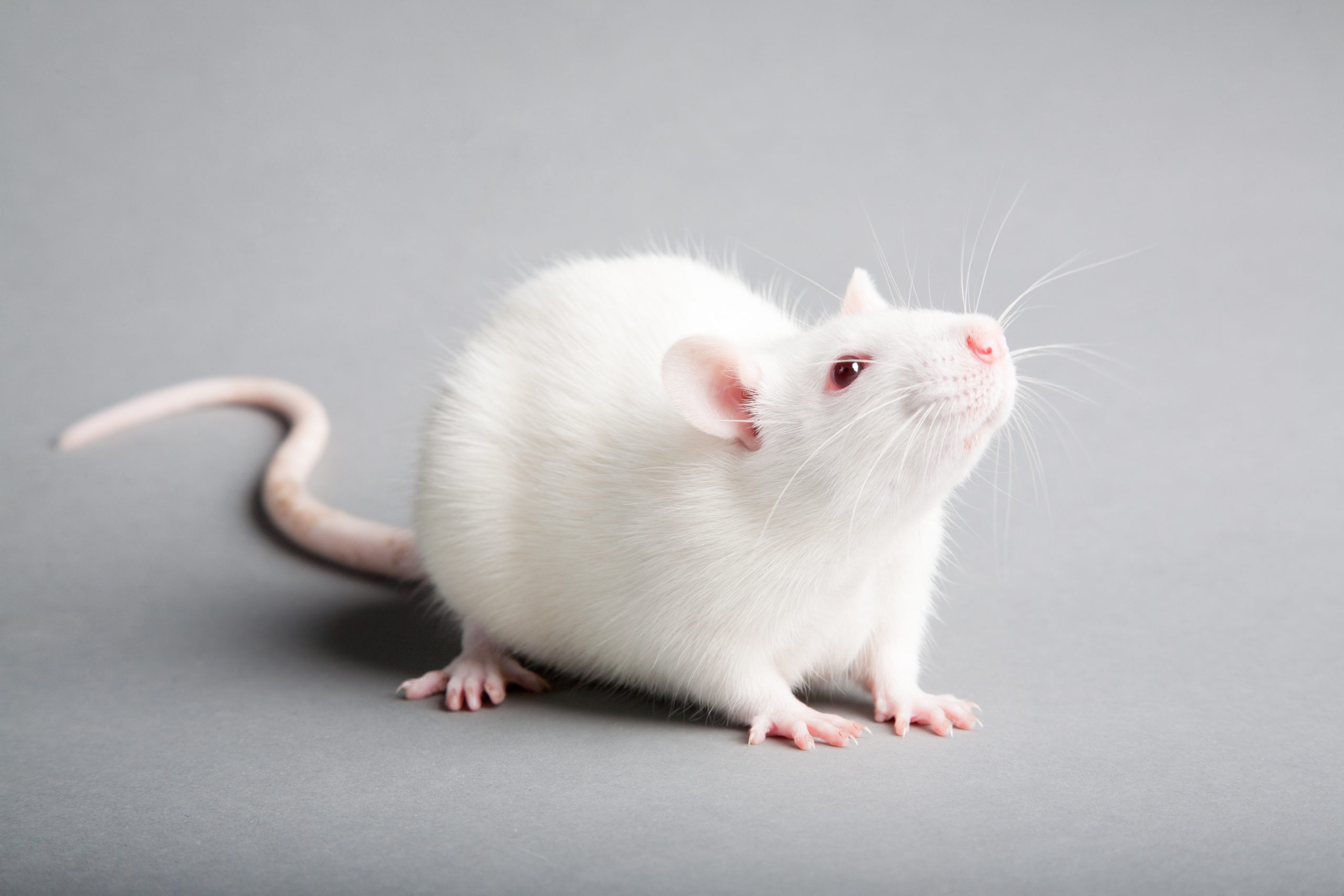 white laboratory rat isolated on grey background