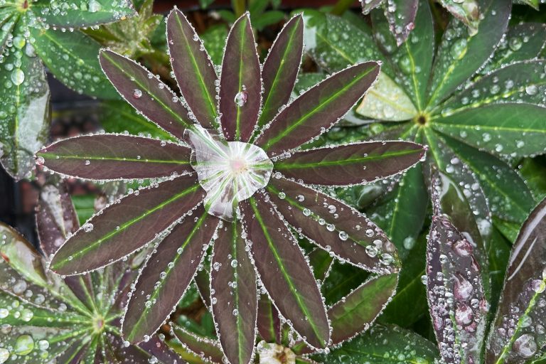 close-up on lupine leaves after rain