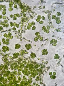 A view through a microscope of green shapes, including small spheres and elongated rods, representing different kinds of phytoplankton.