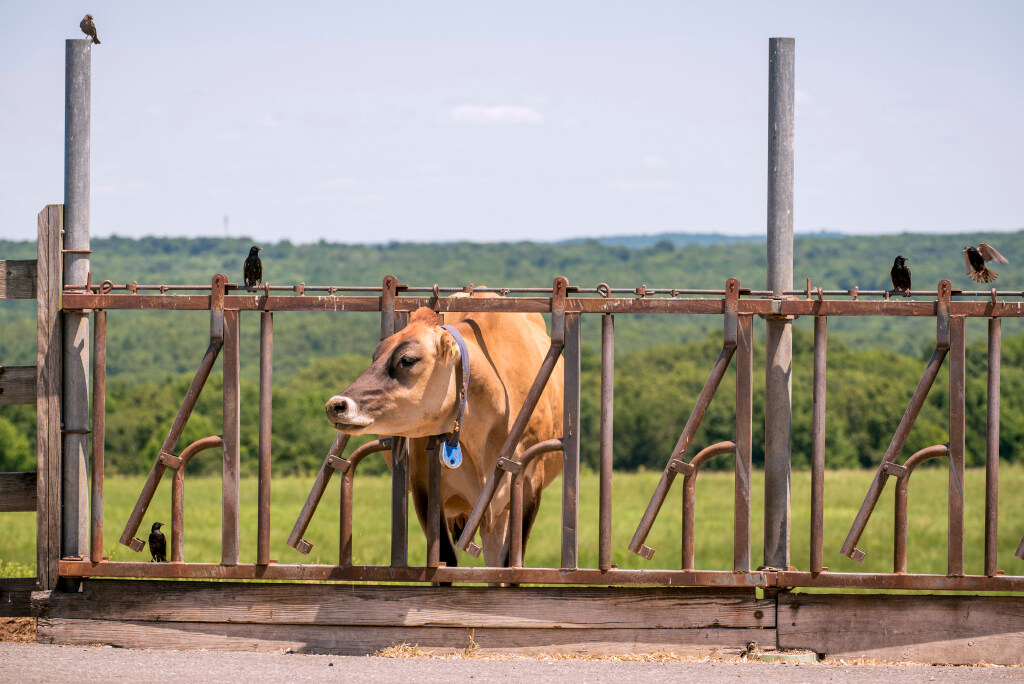 A cow on Horsebarn Hill at a feeding trough.