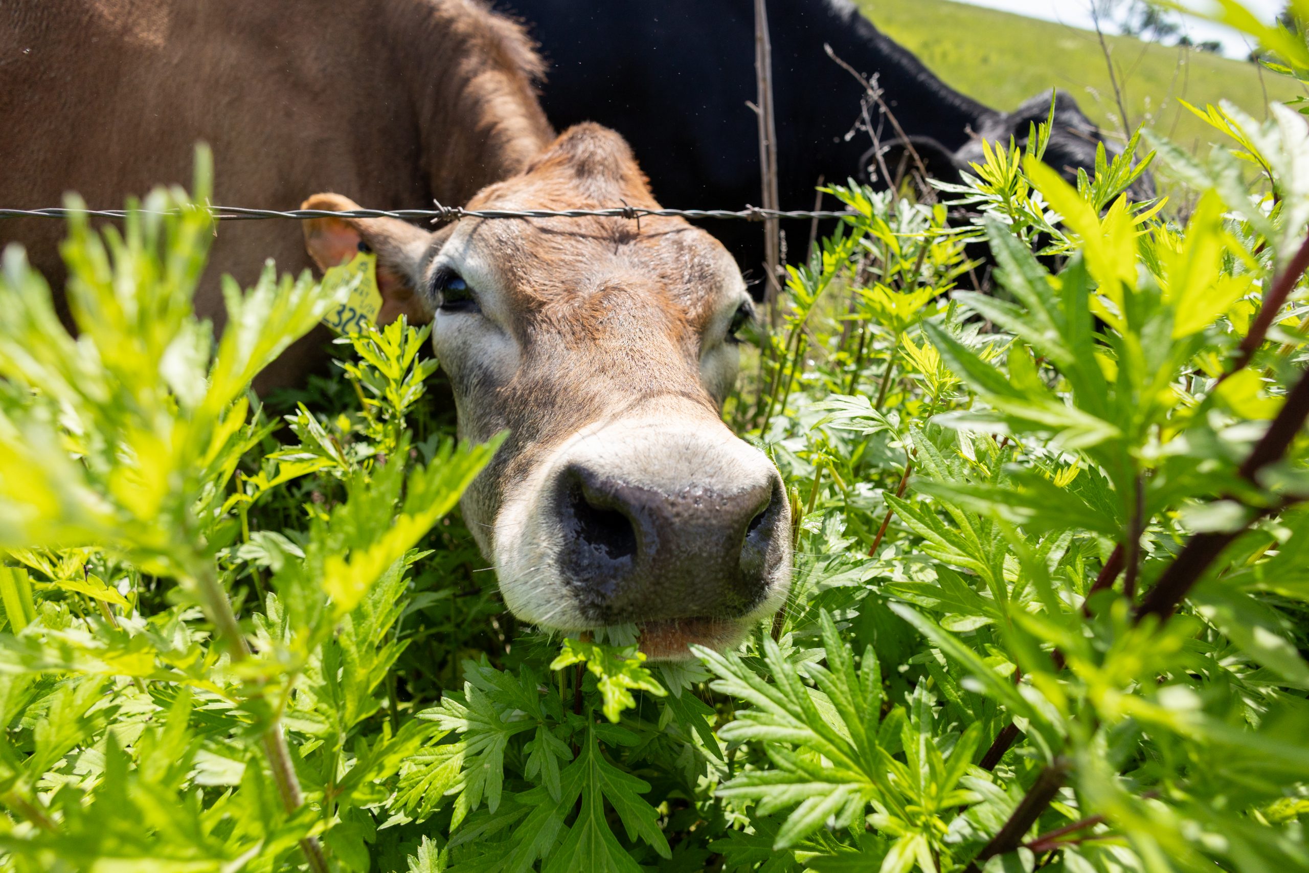 Cows grazing in their pastures