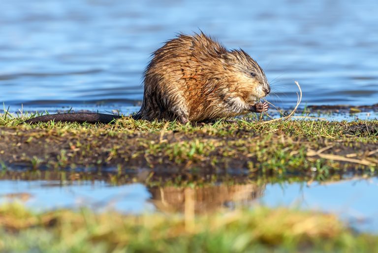Wet muskrat sits in the water near the shore and eats grass in the light of the setting sun