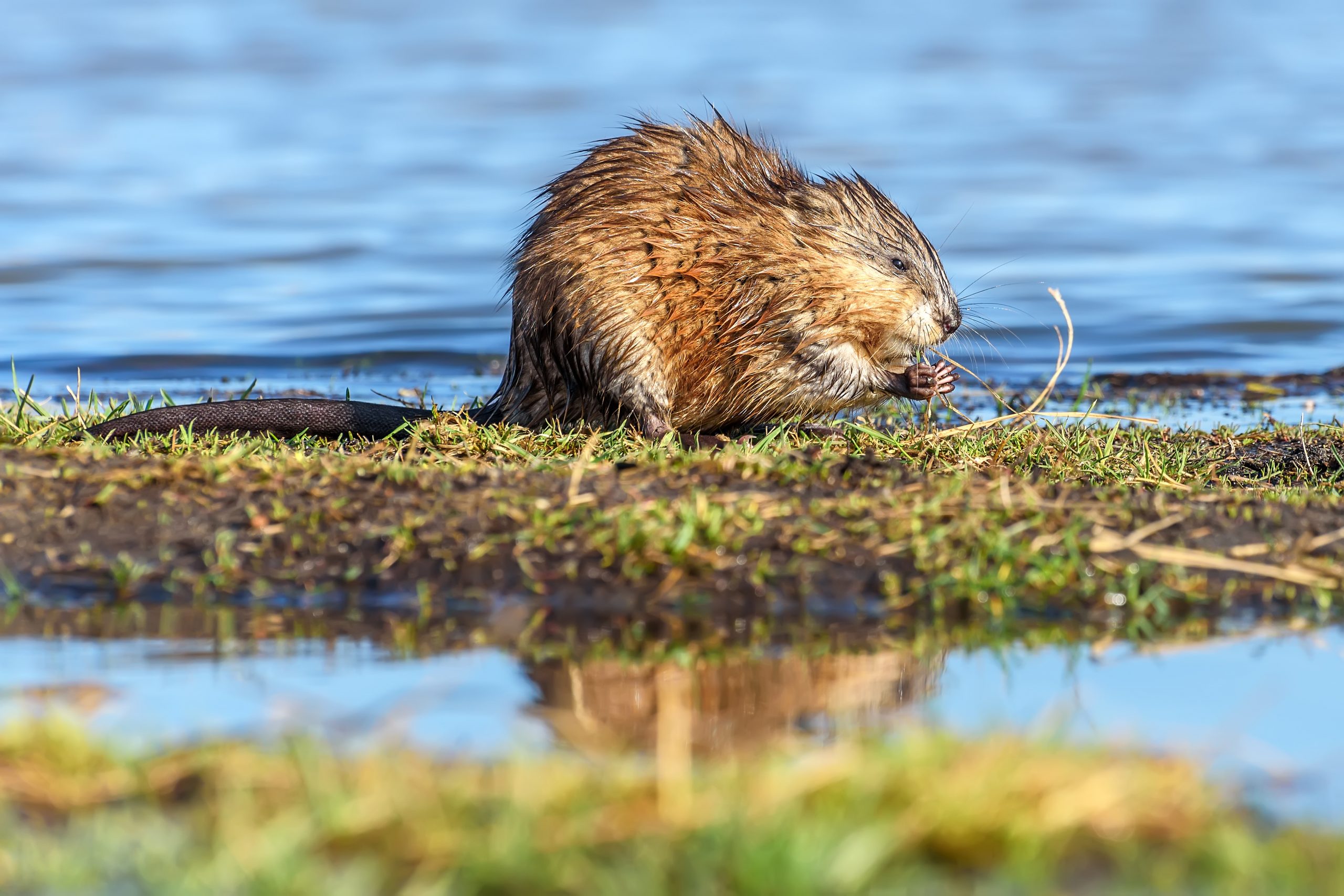 Wet muskrat sits in the water near the shore and eats grass in the light of the setting sun