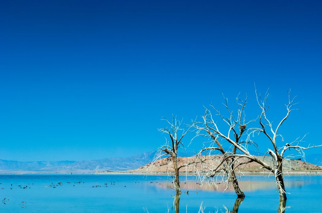 California's Salton Sea lake, with dead trees and a blue sky.