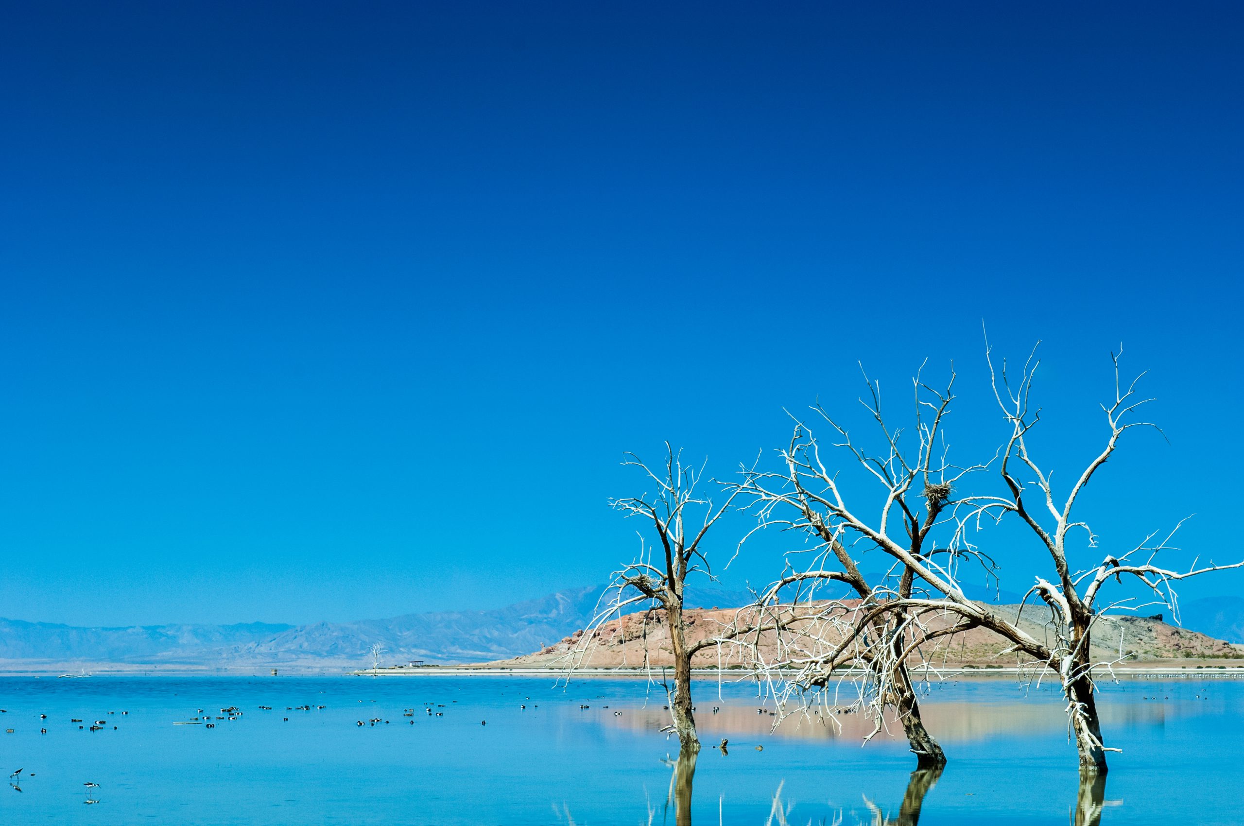 California's Salton Sea lake, with dead trees and a blue sky.