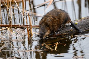 The muskrat standing on log and eats aquatic vegetation cattail
