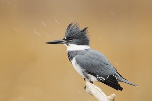 Belted Kingfisher