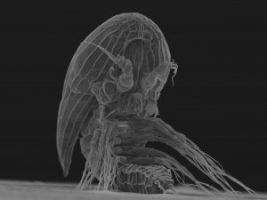 A scanning electron microscope image of a y-cyprid showing details of its shell, legs, and hooked antennae.