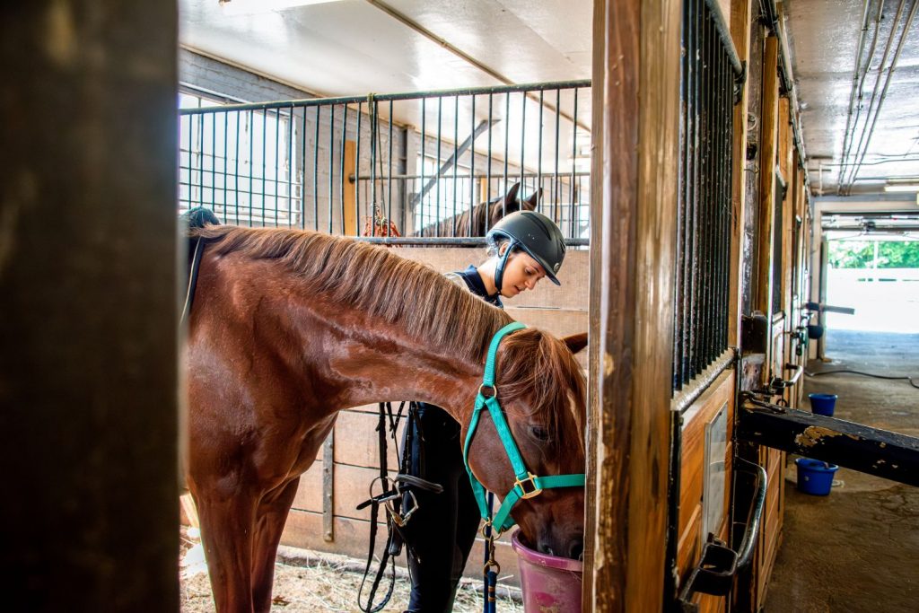 Female student works with a horse in the UConn stables.