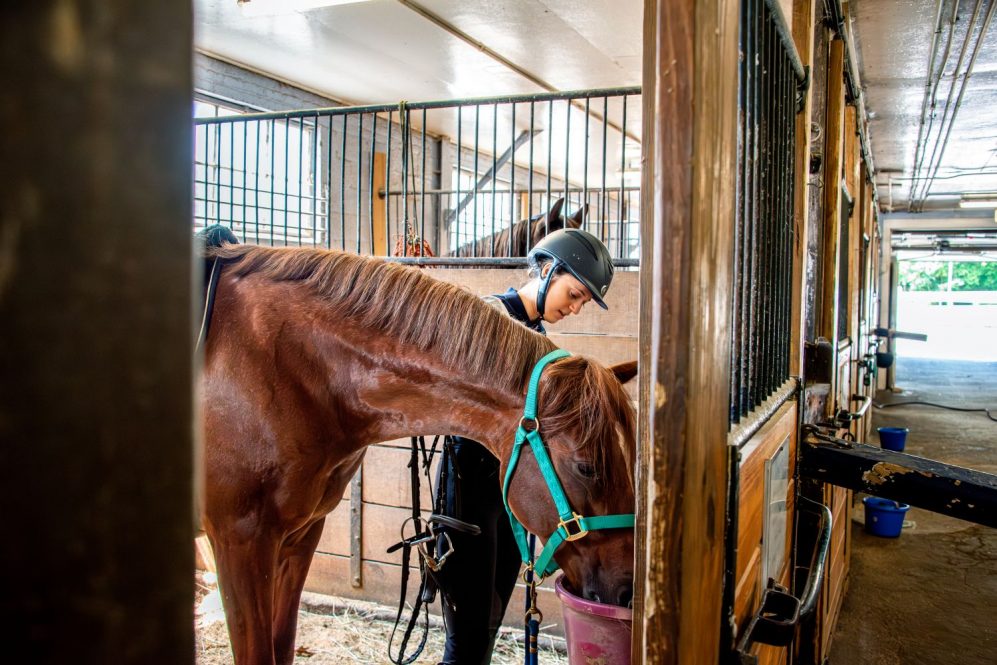 Female student works with a horse in the UConn stables.