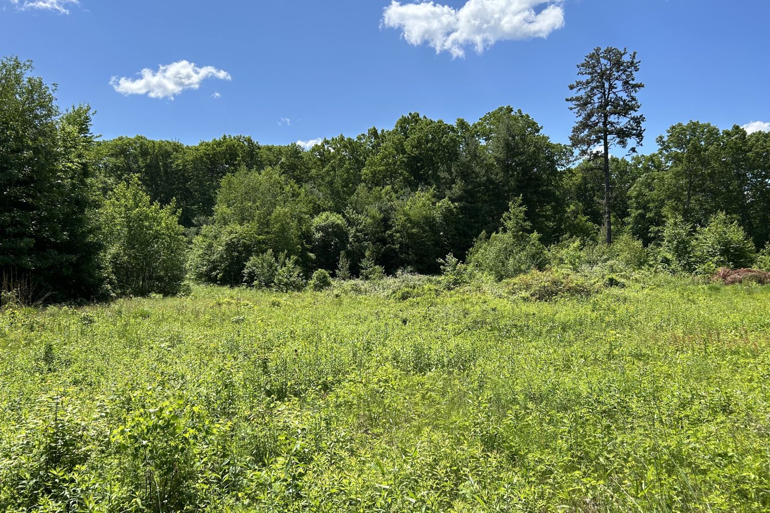 meadow in the summer