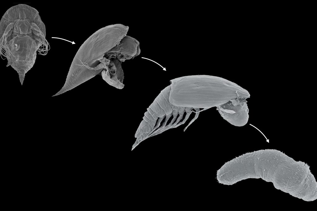 A scanning electron microscope image of the lifecycle of y-larvae starting with a more pronounced shell-like structure and ending with a more worm-like structure.
