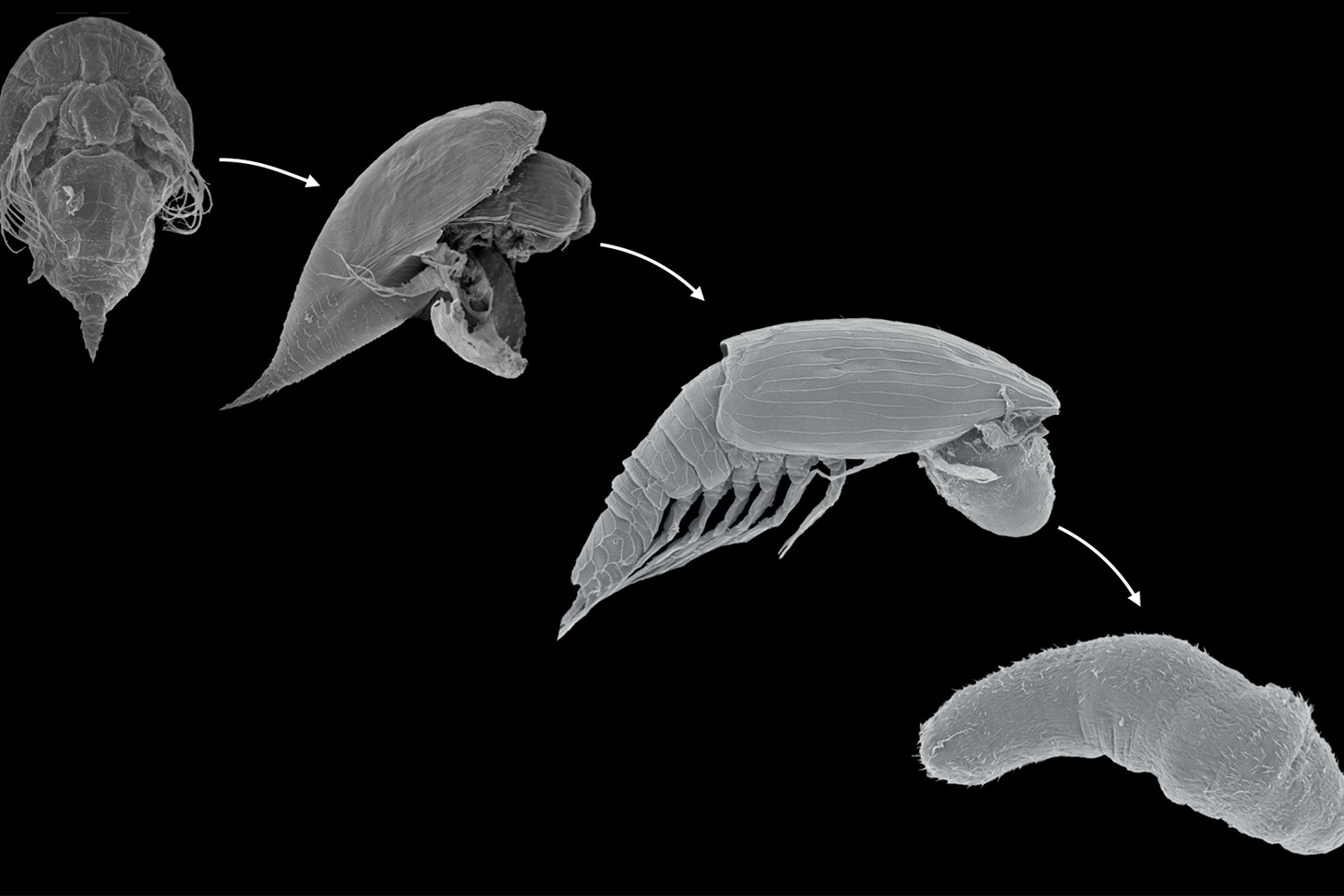 A scanning electron microscope image of the lifecycle of y-larvae starting with a more pronounced shell-like structure and ending with a more worm-like structure.