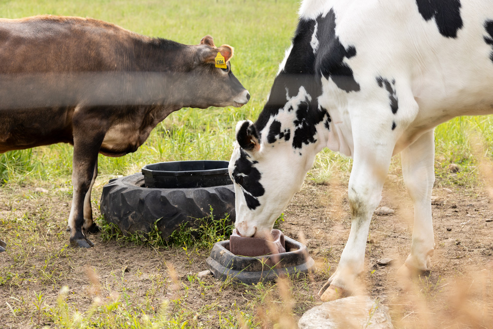 2024-06-11_UConnDairyCows-1 Two cows eating from containers in a grassy field.