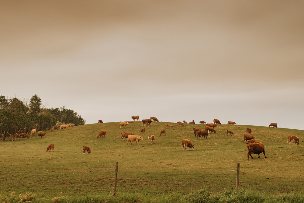 GettyImages-1153693739 Cows grazing in a field on a hill with orange smoky skies in the distance