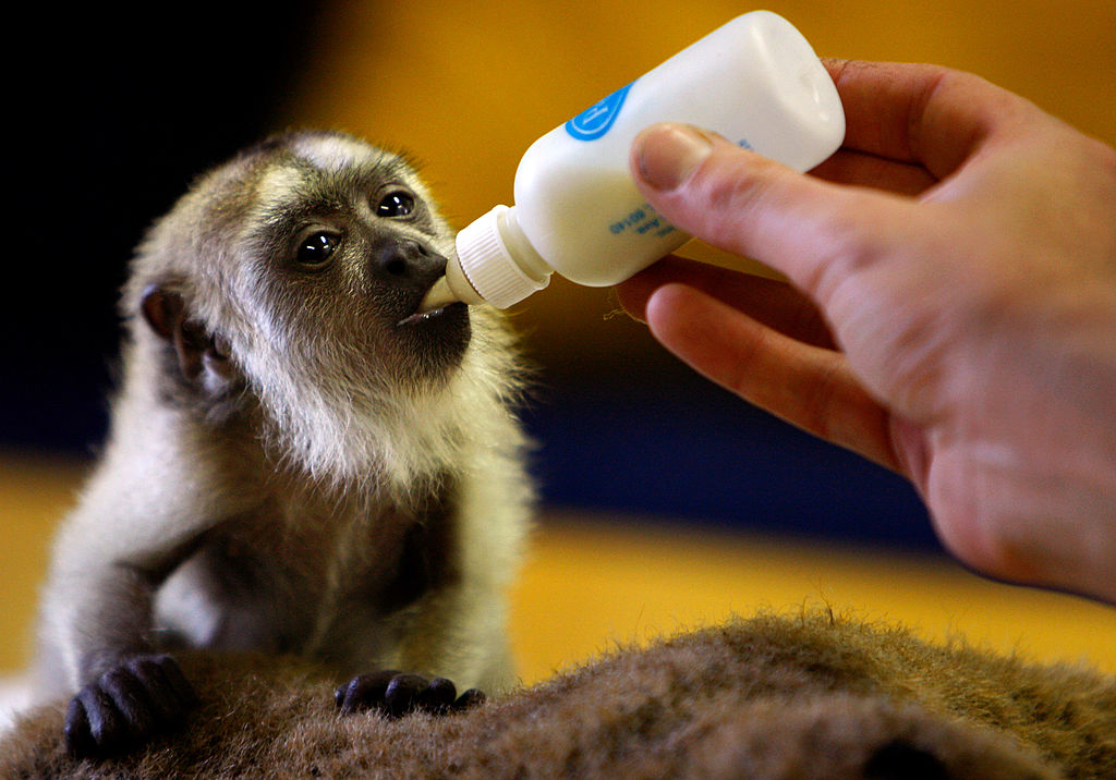 A zoo keeper feeding a howler monkey