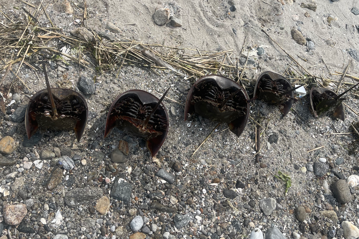 A row of upside-down horseshoe crabs in the sand