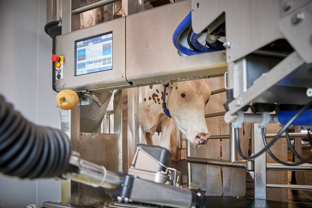 Milk180613a037 A cow in an automated milking machine with a digital control panel in a clean, industrial dairy setting.