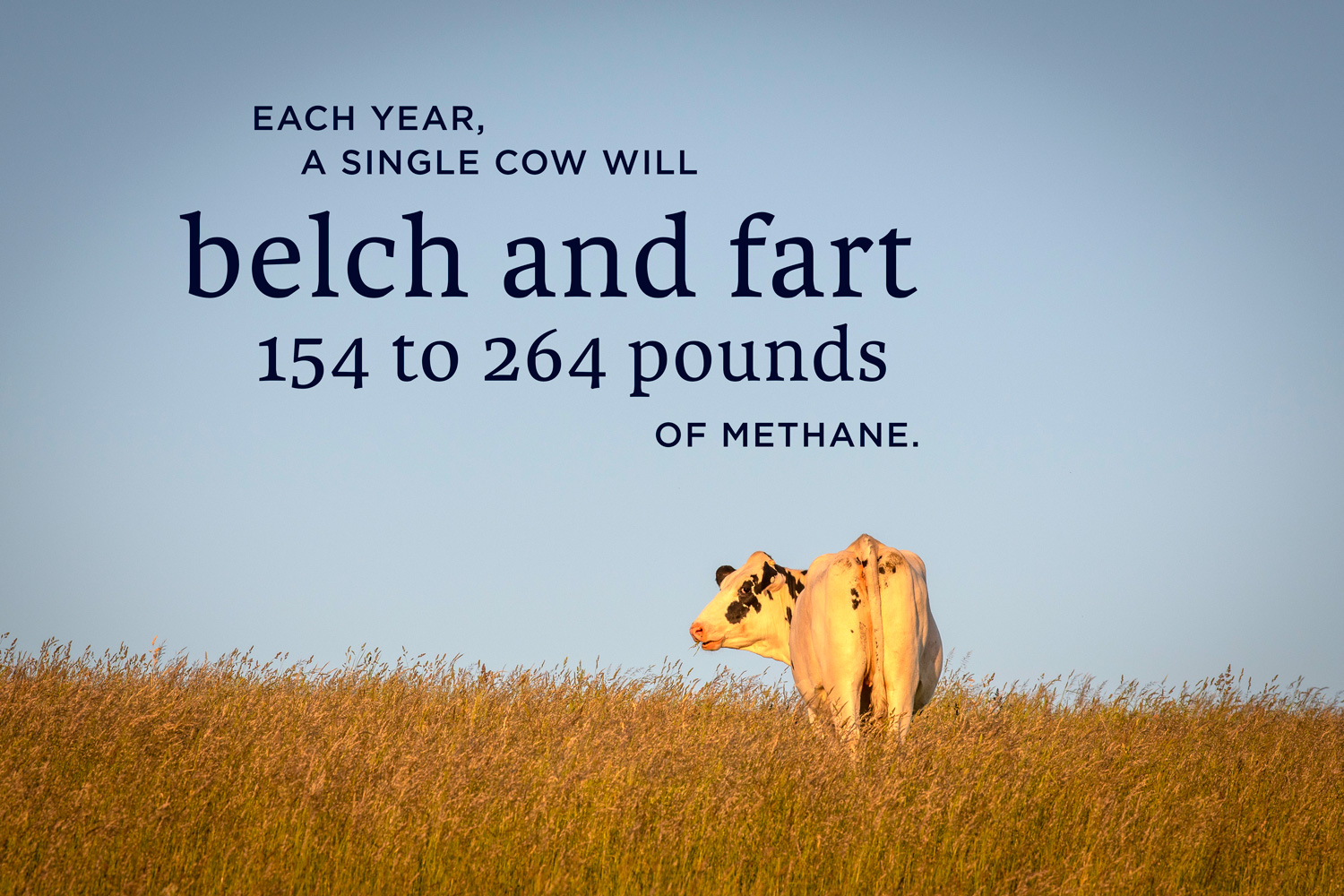 cow_230525b0054-stat "A cow stands in a grassy field under a clear blue sky. Text above reads, 'Each year, a single cow will belch and fart 154 to 264 pounds of methane.'"