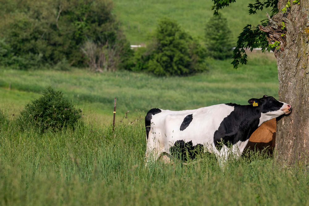 cows_250611a0326 A cow licks a tree trunk in a grassy field, with another cow partially visible behind.