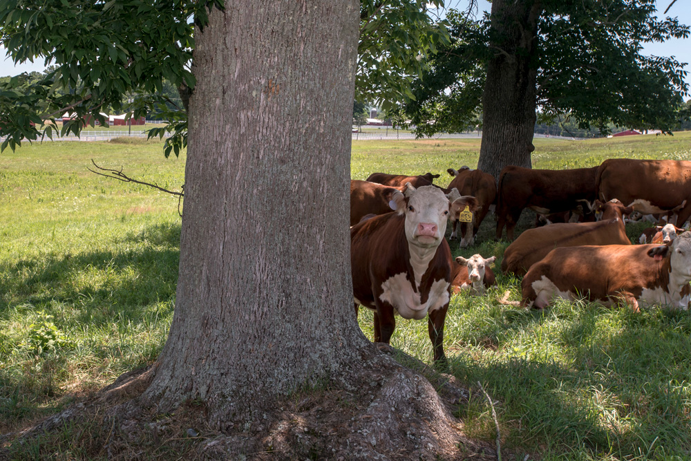 horse-barn-hill160720a247 Cows resting and grazing in a grassy field under large trees, with one cow standing in front looking at the camera.