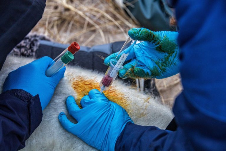 Scientists collecting blood samples from seals off Cape Cod