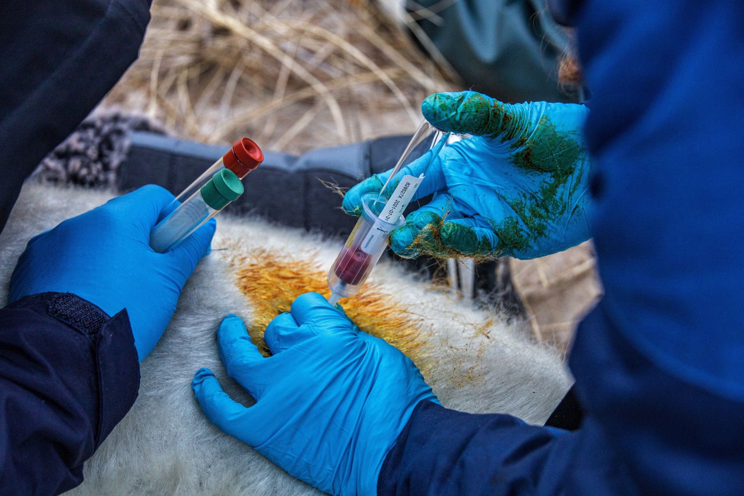 Scientists collecting blood samples from seals off Cape Cod