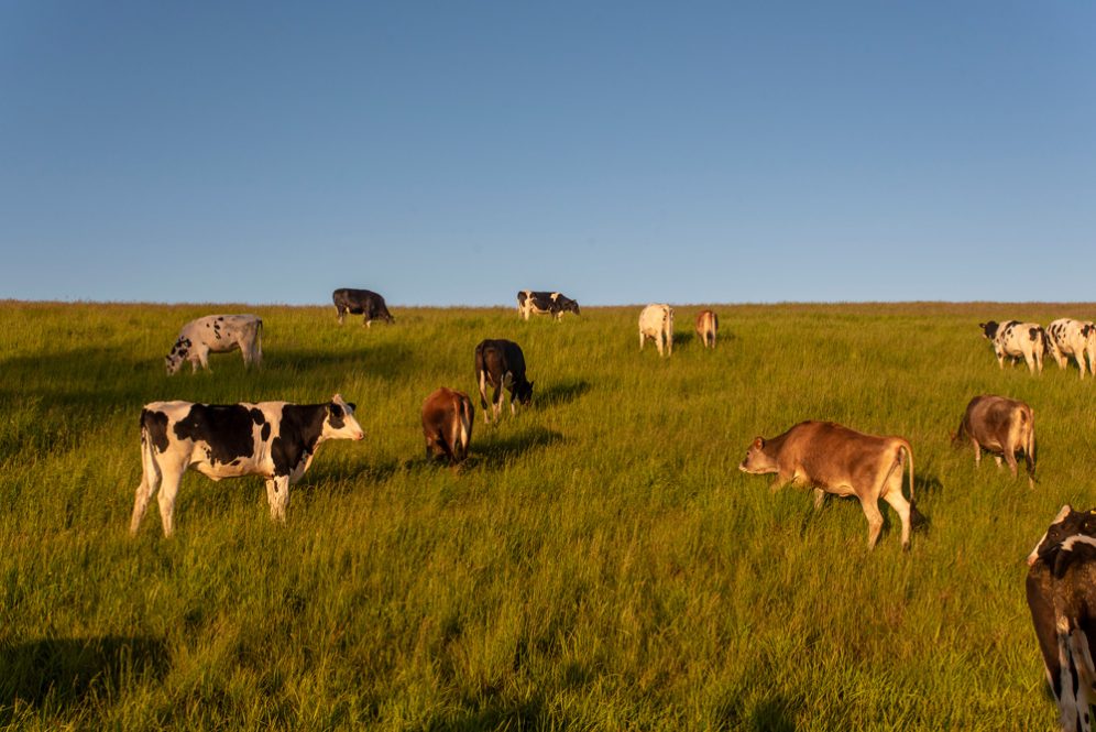 Cows grazing on a green hillside under a clear blue sky