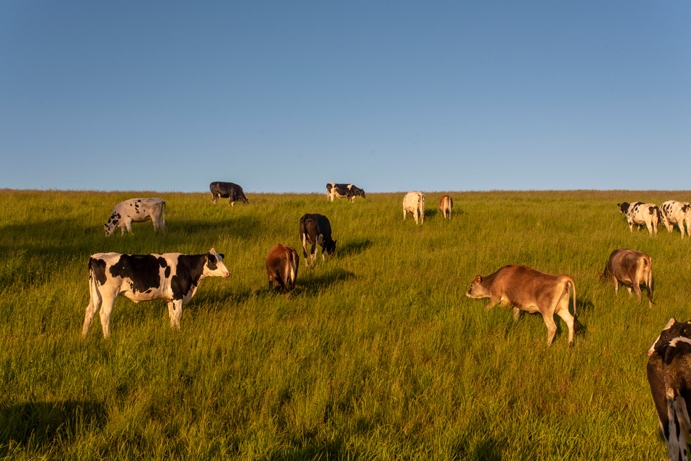 Cows grazing on a green hillside under a clear blue sky