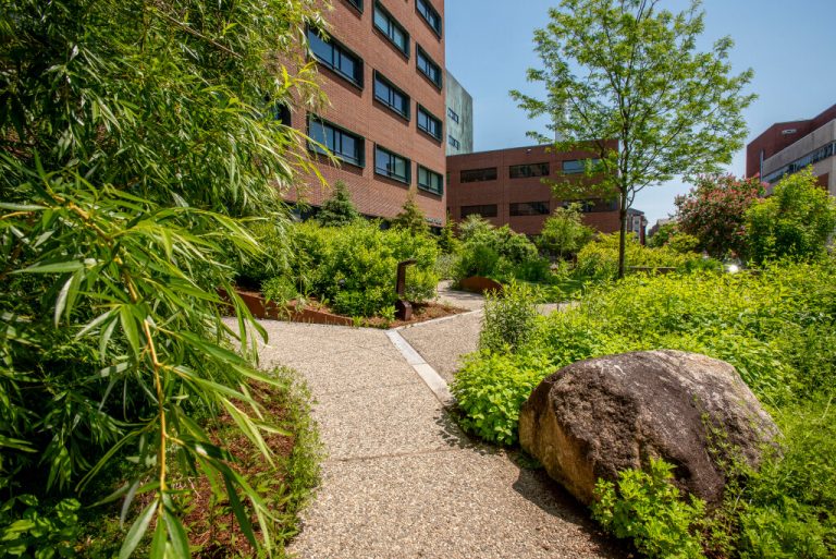 Medicinal garden outside the School of Pharmacy on May 21, 2024. (Sean Flynn/UConn Photo)