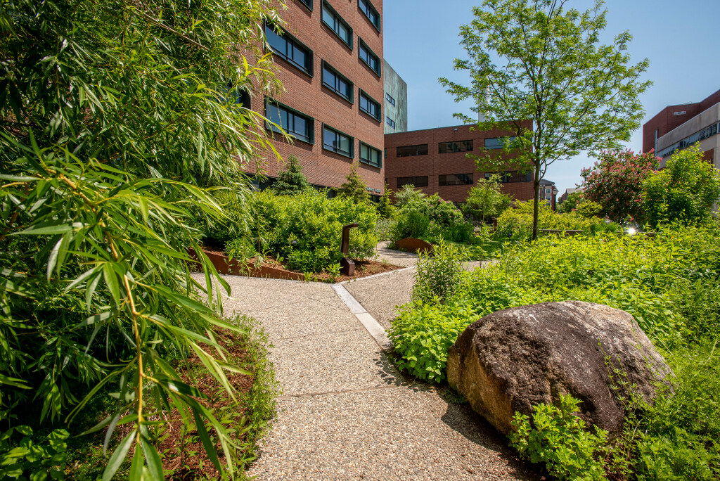Medicinal garden outside the School of Pharmacy on May 21, 2024. (Sean Flynn/UConn Photo)