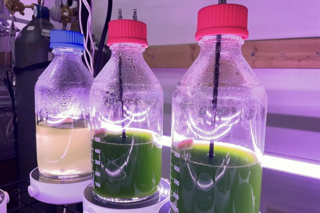 Microalgae produced in the Department of Nutritional Sciences