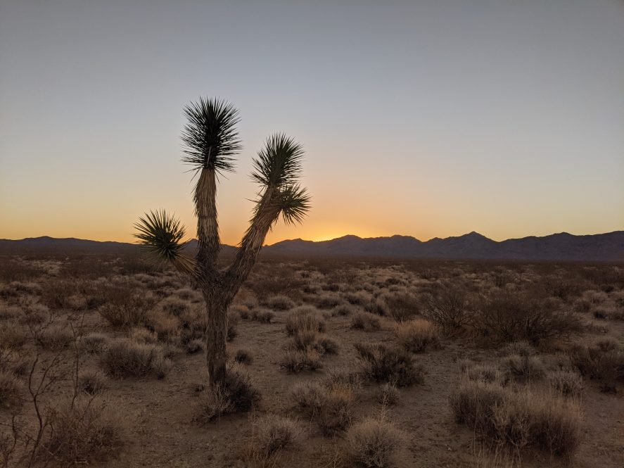 A desert landscape, including a Joshua tree with the sun in the background, shielded by hills.
