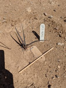 A Joshua tree seedling planted in the desert soil, including a small metal identification tag next to a plastic identification stake and a wooden stick.