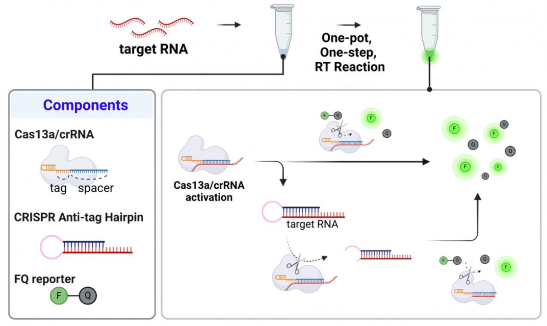 illustrations of research from the study
