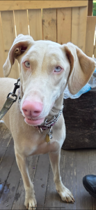 Tan doberman pincher dog with blue eyes