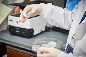 Gloved hands holding a petri dish in a lab