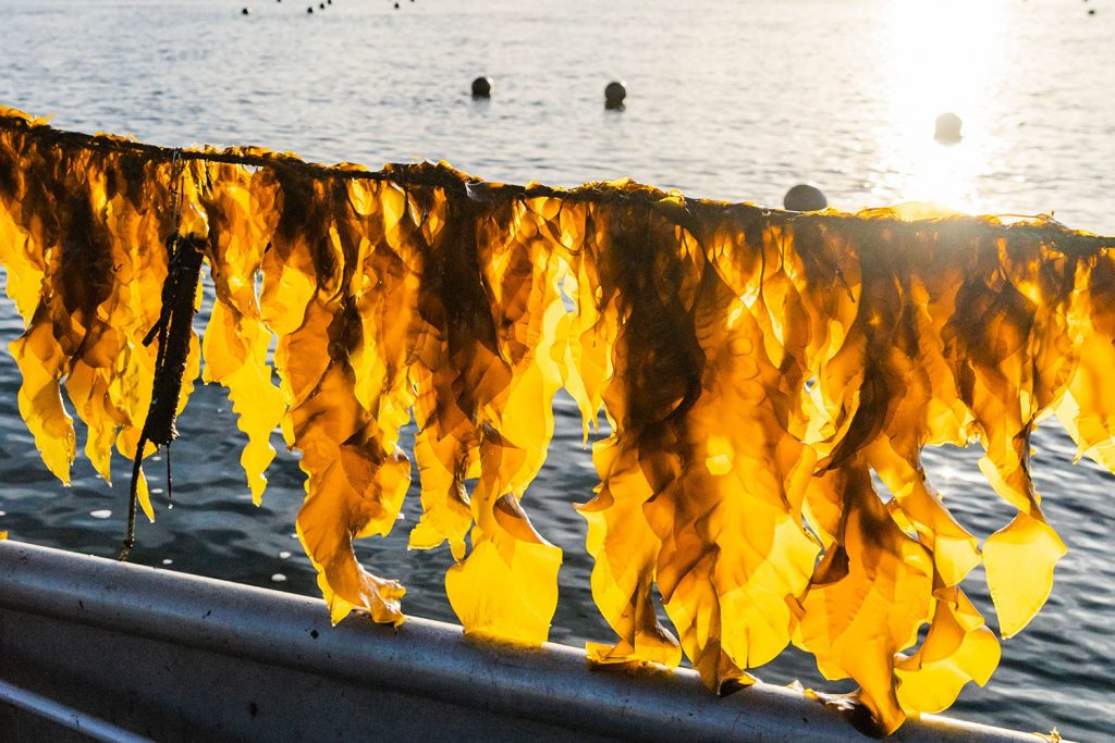 Seaweed Fresh from Ocean Water in the Sunlight