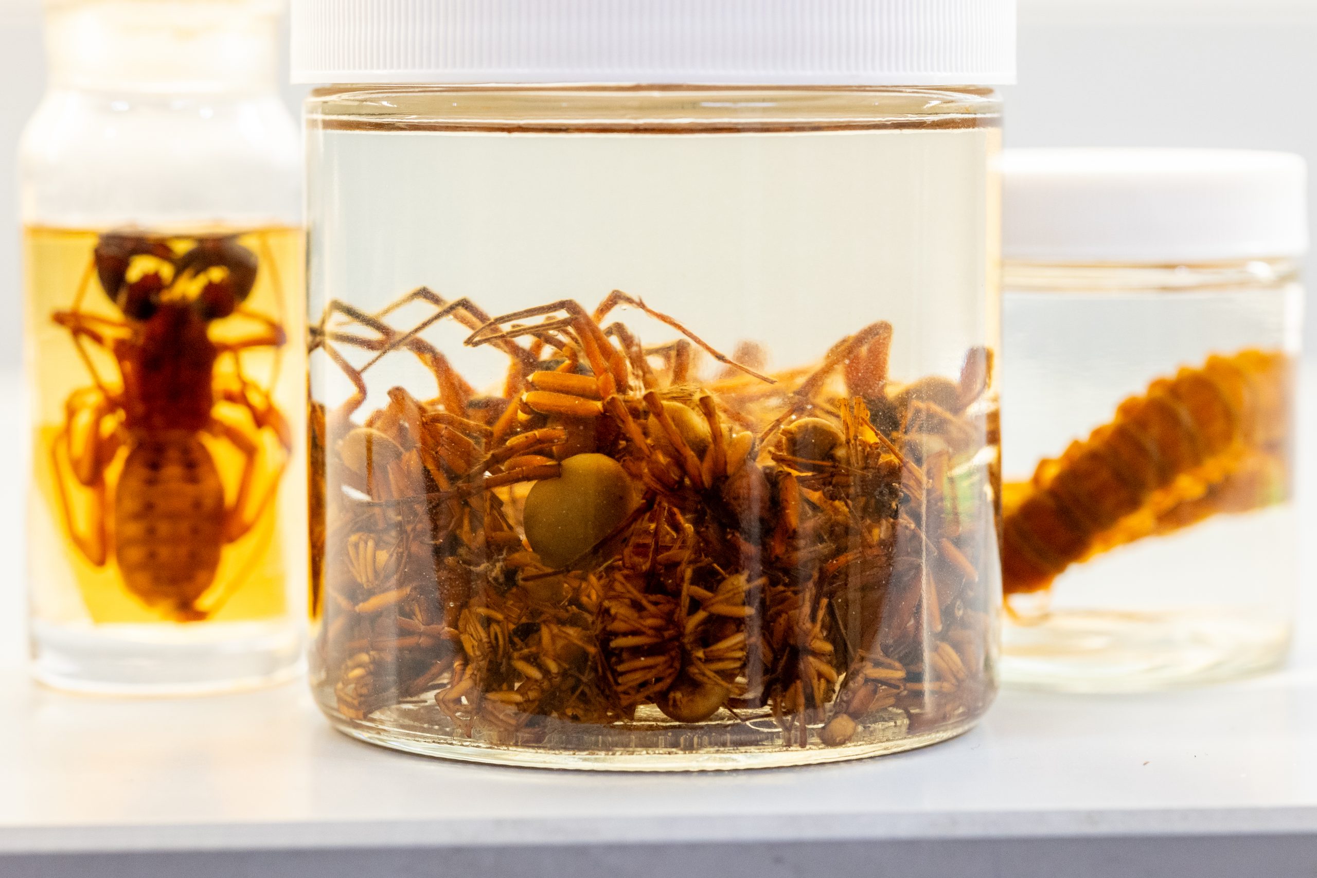 2025-10-22_BiodiversityCollectionsHalloween-10 Three jars containing clear to yellowish liquid. One jar contains many brown spiders, another contains a large brown whip scorpion, and the third jar holds a large brown centipede.